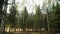 Natural forest of spruce and deciduous forest