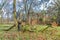 Natural forest with trees and broken off stems and branches covered with mosses in autumn