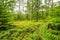 Natural forest at Veluwe with coniferous trees like Larix and young Douglas fir trees