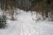 Natural forest winter path footpath trail tracks snow