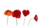 Natural  with four beautiful bright red poppy flowers in different shades of red and scarlet on a white isolated background