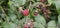 Natural fresh blackberries in the garden. Bouquet of ripe and unripe blackberry fruits - Rubus fruticosus.