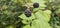 Natural fresh blackberries in the garden. Bouquet of ripe and unripe blackberry fruits - Rubus fruticosus.