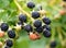 Natural fresh blackberries in a garden. Bunch of ripe blackberry fruit - Rubus fruticosus - on branch of plant
