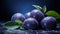 Natural fresh blue plum with a purple hue with drops of water, on a twig with leaves, on a blue background. A quality product