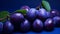 Natural fresh blue plum with a purple hue with drops of water, on a twig with leaves, on a blue background. A quality product