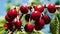 Natural Fresh Cherry, Hanging In Branch Of A Cherry Tree. Fruit Food, sweet Cherry From Tree closeup and general plan.