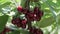 Natural Fresh Cherry, Hanging In Branch Of A Cherry Tree. Fruit Food, sweet Cherry From Tree closeup and general plan.