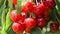 Natural fresh cherry, hanging in branch of a cherry tree. fruit food, sweet cherry from tree closeup and general plan.