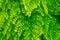 Natural fresh green leaves Maidenhair fern or Adiantum capillus veneris Leafs texture pattern for environment and ecology nature