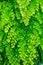 Natural fresh green leaves Maidenhair fern or Adiantum capillus veneris Leafs texture pattern for environment and ecology nature