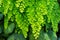 Natural fresh green leaves Maidenhair fern or Adiantum capillus veneris Leafs texture pattern for environment and ecology nature