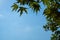 Natural fresh green maple leaves foliage branches closeup on summer day with clear blue sky background