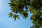 Natural fresh green maple leaves foliage branches closeup on sunny day with shadow and clear blue sky background