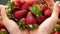 Natural fresh strawberries in a man`s two hands