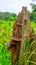 Natural Fungus or Fungi on a tree trunk-forest. A looking for temple