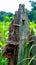 Natural Fungus or Fungi on a tree trunk-forest. A looking for temple