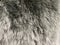 Natural fur. Long hair fur for background or texture. Texture of fluffy fur for designers.