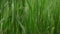 Natural garden grass background, close-up. Lawn or meadow