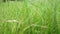 Natural garden grass background, close-up. Lawn or meadow