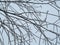 Natural geometric winter pattern of lines of tree branches in hoarfrost. Snow thorns on the stems of a sleeping tree on a frosty