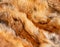 Natural ginger material animal fur