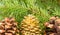 Natural and gold pine cone background