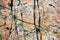 Natural granite cracks in rock at Acadia National Park, USA