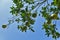 Natural grapefruit growing on branches and blue sky background