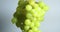 Natural grapes vine covered waterdrops, fruit vitamins, healthy eating concept. Winemaking and viticulture