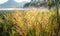 Natural grass background with early sunlight, dew and fog