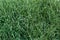 Natural grass background - lawn of variegated phalaris with white stripes on leaves