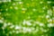 Natural grass bokeh background