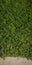 Natural grass texture and background with that cement contrast ideal for a cellular background