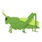 Natural grasshopper icon cartoon vector. Small collection