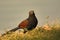 Natural greater coucal bird nature wallpaper