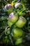 Natural green apples on a branch