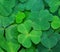 Natural green background with fresh three-leaved shamrocks.Close-up of Clover Leaves. St. Patrick`s day holiday symbol. Top View