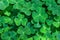 Natural green background with fresh three-leaved shamrocks.  St. Patrick`s day holiday symbol.  Top view. Selective focus