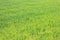 Natural green background with juicy spring green grass