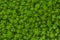 Natural Green background. Plant Cleanser Sedum rupestre in garden