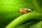 Natural green background. Snail on green leaves.Common garden snail crawling on green stem of plant.