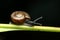 Natural green background. Snail on green leaves.Common garden snail crawling on green stem of plant.