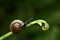 Natural green background. Snail on green leaves.Common garden snail crawling on green stem of plant.