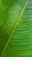 the natural green banana leaf have a smooth and glossy surface.the veins in nature of tropical climate garden of Thailand.