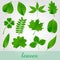 Natural green beautiful leaves icon set