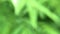 Natural green blurred background. leaf blur