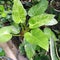 Natural green colour flower plant branch home garden srilanka