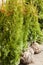 Natural green coniferous Thuja in bags with soil for outdoor planting