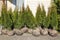 Natural green coniferous Thuja in bags with soil for outdoor planting
